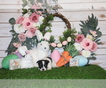 Small Photo #41 Chihuahua Puppy For Sale in CHARLESTON, AR, USA