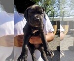 Small Photo #2 Cane Corso Puppy For Sale in TULARE, CA, USA