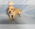 Small #2 Golden Retriever