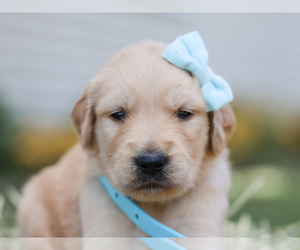 Golden Retriever Puppy for sale in LIBERTY, KY, USA