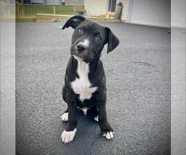 Medium Photo #1 Labrador Retriever-Unknown Mix Puppy For Sale in New Oxford , PA, USA