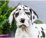 Small #2 Great Dane