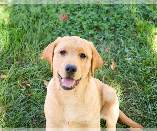 Medium Photo #1 Labrador Retriever Puppy For Sale in SYRACUSE, IN, USA