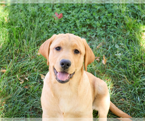 Labrador Retriever Puppy for sale in SYRACUSE, IN, USA