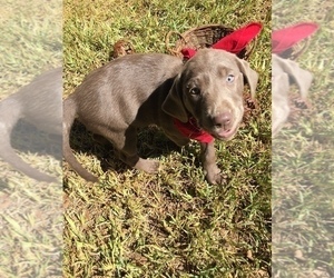 Labrador Retriever Puppy for sale in HARKER HEIGHTS, TX, USA