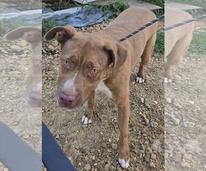 Mutt Dogs for adoption in Jackson, MS, USA