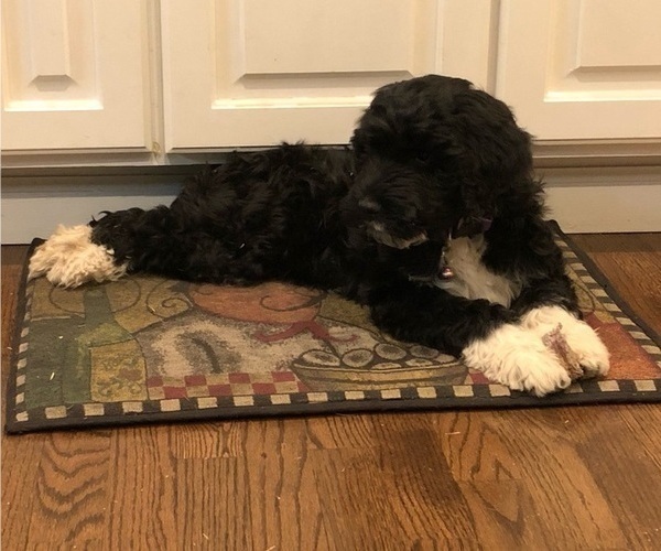 Medium Photo #1 Portuguese Water Dog Puppy For Sale in COLORADO SPRINGS, CO, USA