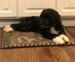 Small Photo #1 Portuguese Water Dog Puppy For Sale in COLORADO SPRINGS, CO, USA