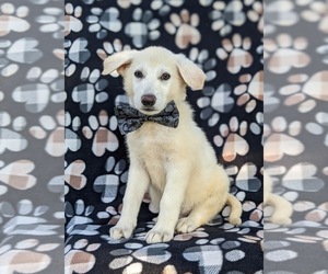 German Shepherd Dog Puppy for sale in PEACH BOTTOM, PA, USA