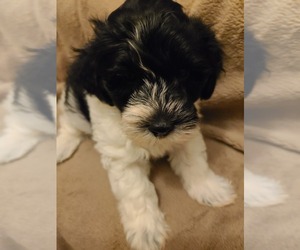 YorkiePoo Puppy for sale in GRANDVILLE, MI, USA