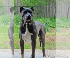 Father of the Presa Canario puppies born on 04/28/2026