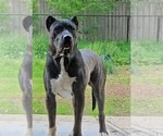 Small Photo #1 Presa Canario Puppy For Sale in PHILADELPHIA, PA, USA