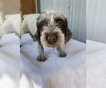 Puppy 7 Wirehaired Pointing Griffon