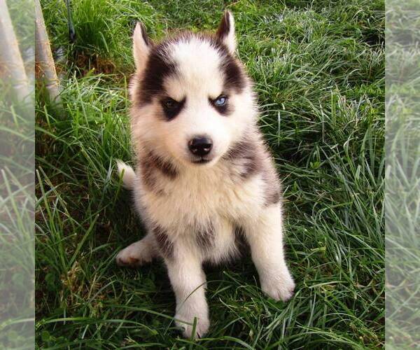 Medium Photo #1 Siberian Husky Puppy For Sale in NEW HAVEN, IN, USA