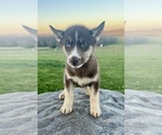 Small Photo #5 Siberian Husky Puppy For Sale in DEARBORN, MO, USA