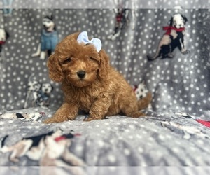 Cavapoo (Miniature) Puppy for sale in LAKELAND, FL, USA