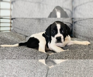 Bloodhound-Boxer Mix Puppy for sale in CINCINNATI, OH, USA