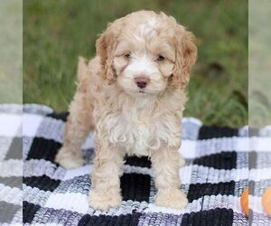 Cockapoo Puppy for sale in RONKS, PA, USA