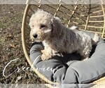 Small #1 Poochon