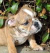 Small Photo #1 Bulldog Puppy For Sale in ROYSE CITY, TX, USA