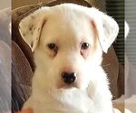 Small #50 Great Pyrenees Mix