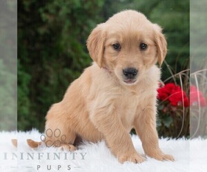 Golden Retriever Puppy for sale in NEWPORT, PA, USA