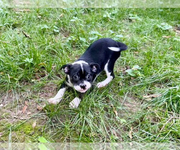 Medium Photo #2 French Bulldog-Unknown Mix Puppy For Sale in Gloversville, NY, USA