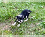 Small #1 French Bulldog Mix