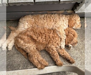 Goldendoodle Litter for sale in ROCKTON, IL, USA