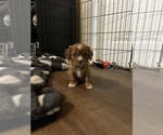 Small #5 Cavalier King Charles Spaniel