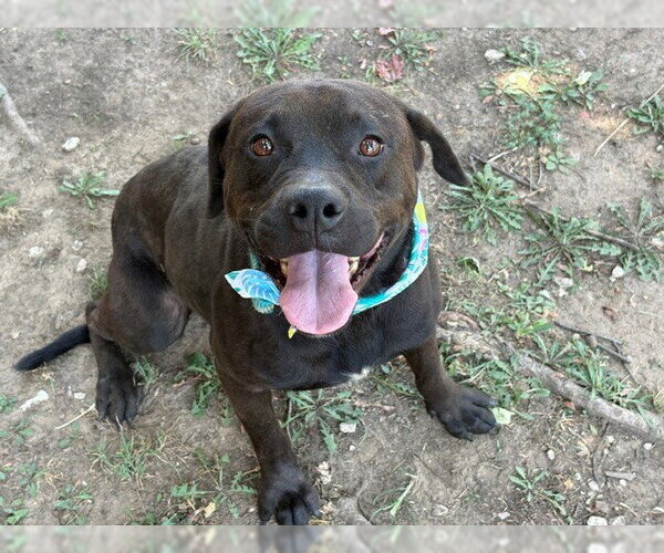 Medium Photo #1 Mutt Puppy For Sale in Tulsa, OK, USA