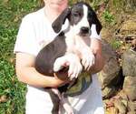 Small Photo #20 Great Dane Puppy For Sale in SPRAGGS, PA, USA