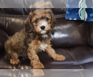 Cavapoo Puppy for Sale in PLEASANTON, Kansas USA