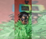Small #19 Yorkshire Terrier