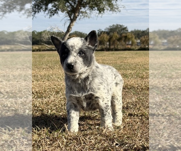 Medium Photo #5 Australian Cattle Dog Puppy For Sale in ZOLFO SPRINGS, FL, USA