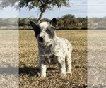 Small #4 Australian Cattle Dog