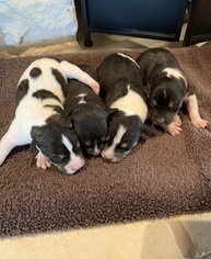 Rat Terrier Puppy for sale in POOLVILLE, TX, USA