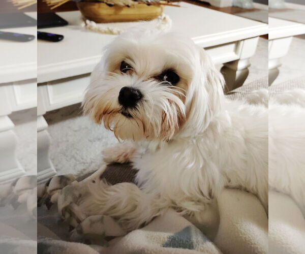 Medium Photo #4 Maltese Puppy For Sale in St. Louis Park, MN, USA