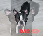 Small Photo #1 Boston Terrier Puppy For Sale in SANFORD, NC, USA