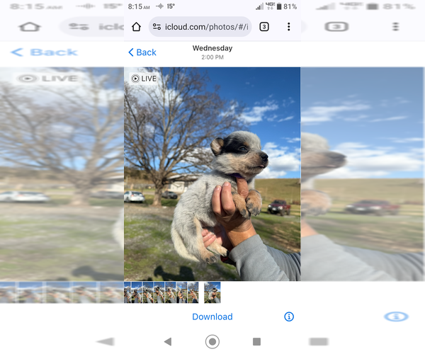 Medium Photo #7 Australian Cattle Dog Puppy For Sale in CHURCHVILLE, VA, USA