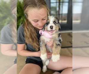 Aussiedoodle Miniature -Bernese Mountain Dog Mix Puppy for sale in FALL RIVER, KS, USA