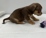 Small Photo #6 Chorkie Puppy For Sale in SAINT AUGUSTINE, FL, USA