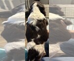 Small #2 English Springer Spaniel