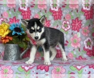 Pomsky Puppy for sale in LANCASTER, PA, USA