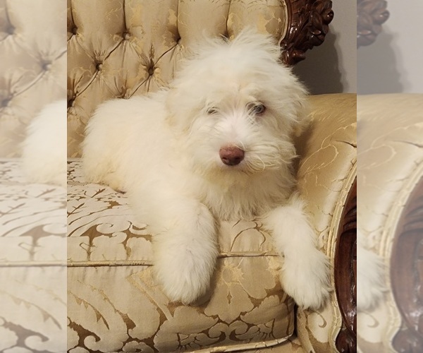 Medium Photo #1 Aussiedoodle Puppy For Sale in WINSTON SALEM, NC, USA