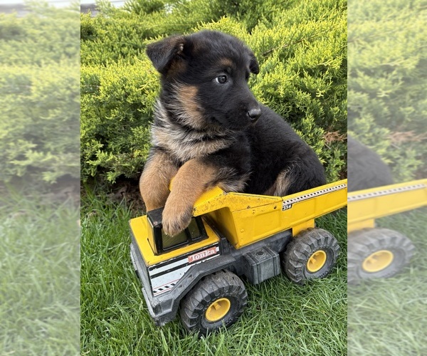Medium Photo #2 German Shepherd Dog Puppy For Sale in MIDDLEBURY, IN, USA