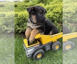 Small #1 German Shepherd Dog