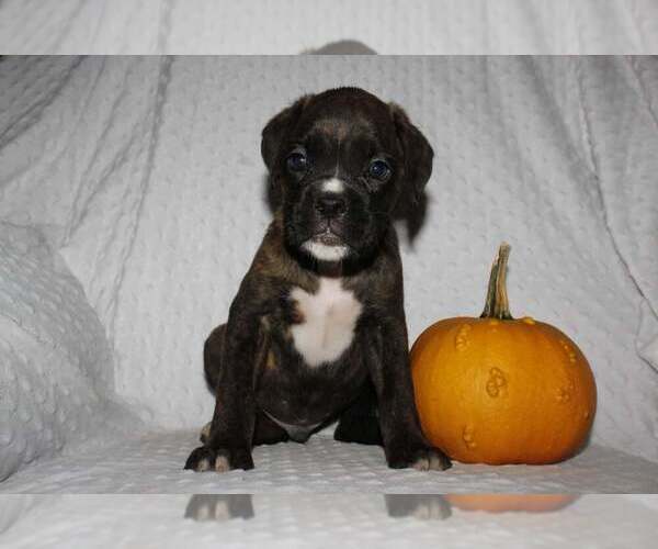 Medium Photo #1 Boxer Puppy For Sale in SHIPSHEWANA, IN, USA