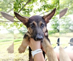 German Shepherd Dog Puppy for sale in MARION, TX, USA
