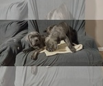 Small Photo #15 Cane Corso Puppy For Sale in JACKSON, GA, USA